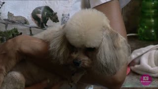 Watch ABC Entertains live online