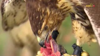 Watch Agro TV live online