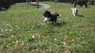 Watch AKC TV Puppies 24/7 live online