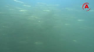 Watch Alanya Posta TV live online