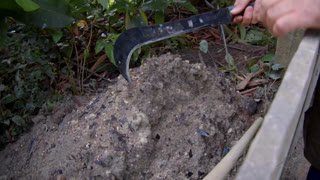 Watch Amazon Sat live online