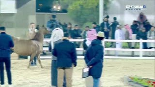 Watch Dubai Racing 2 live online