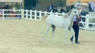 Watch Dubai Racing 3 live online