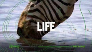 Watch InWild live online