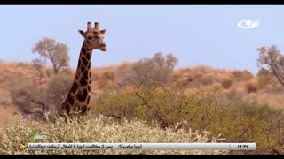 Watch Tamadon TV live online