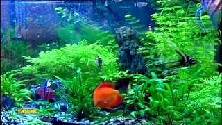 Watch Ýaşlyk live online